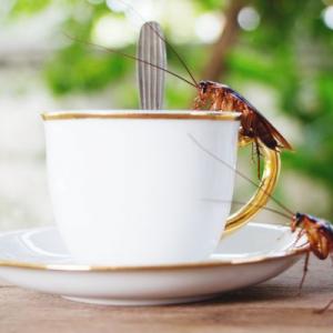 Morgantown Pest Management