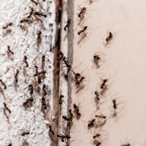 Morgantown Pest Extermination