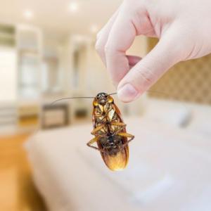 Morgantown Pest Removal